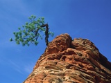 Tree on cliff  Zion National Park  Utah  USA