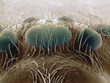 Eyes of a Black Widow