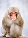 Red-faced makak