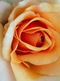 Pink rose flower