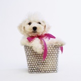 Bichon Frise Puppy