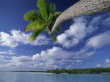 Coconut palm  One Foot Island  Aitutaki  Cook Islands