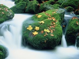 Stream with leaves on mossed stones  Bavarian forest