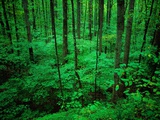 Forest in Great Smoky Mountains