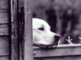 Dog Looking Over Fence