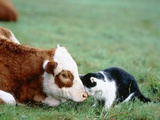 Black and White Cat and Calf Touching Each Other with Heads