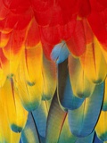 Red and yellow macaw