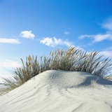 Sand dune with beach grass  (Eiderstedt)  Schleswig-Holstein  Germany