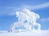 Snow-Laden Tree in Black Forest Winter Scene