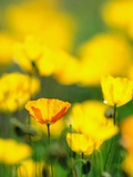 Iceland Poppies  summer  Canada