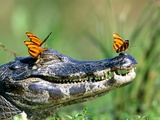 Butterflies resting on caiman