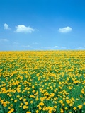 Flower meadow with blooming dandelion