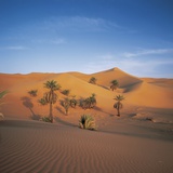 Palm Trees and Sand Dunes