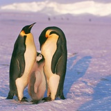 Family of Emperor penguins with fledgling