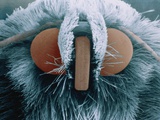 Microscopic View of Moth