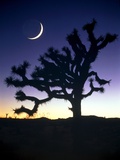Joshua National Park at night