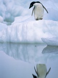 Adelie Penguin on Ice Floe