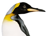 King penguin