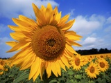 Sunflower field  summer