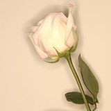 White Rose