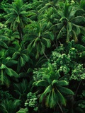 Lush Plants in Hawaiian Rainforest