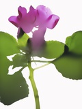 Purple Impatiens