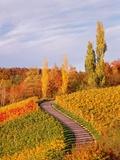 Vineyards and poplars in autumn