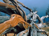 Dead tree  Bryce Canyon National Park  Utah  USA