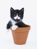 Kitten in Flower Pot