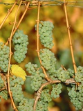 Riesling grapes hanging on vine shoots