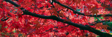 Maple Glade V