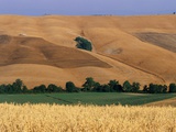 Italy  Tuscany  Crete Senesi