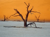 Dying trees at sunset