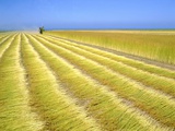 Harvesting machine on a flax field in Normandy (France)