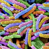 E Coli Bacteria