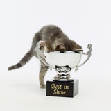 Kitten Climbing into Trophy