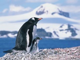 Mother and baby gentoo penguins