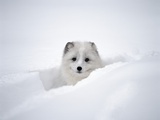 Arctic Fox Peeking Out of Snow