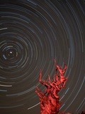 Star Trails and Bristlecone Pine Tree