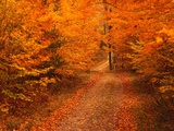 Unpaved Road in Autumn