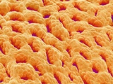 Mucous Membrane from Stomach of a Rat