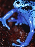 Blue arrow poison frog