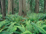 Ferns in forest  Redwood National Park  California  USA