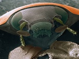 Microscopic View of Ladybug