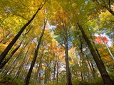 Sugar Maples in Fall in Vermont
