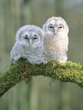 Two young tawny owls perched side by side
