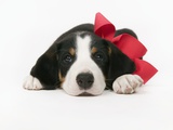 Puppy Wearing Red Bow