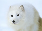 Arctic Fox