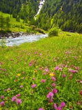 Beautiful Meadow with Stream