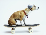 Dog with Helmet Skateboarding
